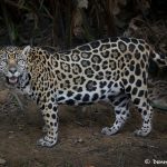 8134 Jaguar (Panthera onca), Pantanal, Brazil