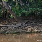 8140 Landscape, Pixaim River, Pantanal, Brazil