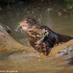 8151 Giant River Otter (Pteronura brasiliensis), Pantanal, Brazil