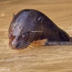 8152 Giant River Otter (Pteronura brasiliensis), Pantanal, Brazil