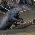 8153 Giant River Otter (Pteronura brasiliensis), Pantanal, Brazil