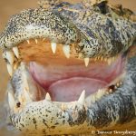 8161 Caiman, Pantanal, Brazil