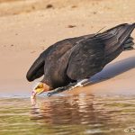8268 Lesser Yellow-headed Vulture (Cathartes burrovianus), Pantanal, Brazil