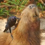 8270 Capybara (Hydrochoerus hydrochaeris), Pantanal, Brazil