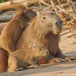 8271 Capybara (Hydrochoerus hydrochaeris), Pantanal, Brazil