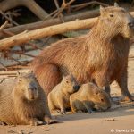 8272 Capybara (Hydrochoerus hydrochaeris), Pantanal, Brazil