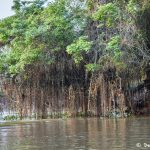 8274 Landscape, Pixaim River, Pantanal, Brazil