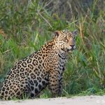 8275 Jaguar (Panthera onca), Pantanal, Brazil