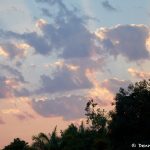 8276 Landscape, Pixaim River, Pantanal, Brazil