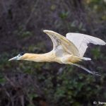 8282 Capped Heron (Pilherodius pileatus), Pantanal, Brazil