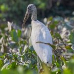 8283 Wood Stork (Mycteria americana), Pantanal, Brazil