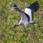 8284 Wood Stork (Mycteria americana), Pantanal, Brazil