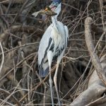 8293 Cocoi Heron (Ardea cocoi), Pantanal, Brazil