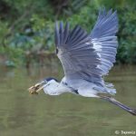 8295 Cocoi Heron (Ardea cocoi), Pantanal, Brazil