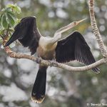 8301 Anhinga (Anhinga anhinga), Pantanal, Brazil