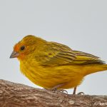 8310 Orange-fronted yellow finch (Sicalis columbiana), Pantanal, Brazil
