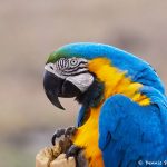 8313 Blue and Yellow Macaw (Ara ararauna), Pantanal, Brazil