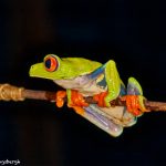 8849 Red-eyed Tree Frog (Agalychnis callidryas), Laguna del Lagarto, Costa Rica