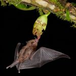 8852 Mexican Long-tounged Bat (Choeronycteris mexicana), Laguna del Lagarto, Costa Rica