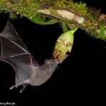 8853 Mexican Long-tounged Bat (Choeronycteris mexicana), Laguna del Lagarto, Costa Rica