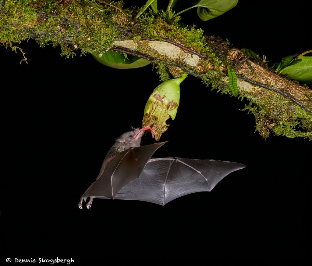 8854 Mexican Long-tounged Bat (Choeronycteris mexicana), Laguna del ...