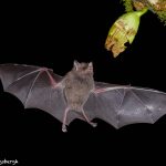 8855 Mexican Long-tounged Bat (Choeronycteris mexicana), Laguna del Lagarto, Costa Rica