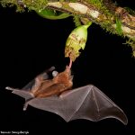 8857 Mexican Long-tounged Bat (Choeronycteris mexicana), Laguna del Lagarto, Costa Rica