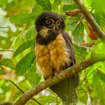 8859 Spectacled Owl (Pulsatrix perspicillata), Costa Rica
