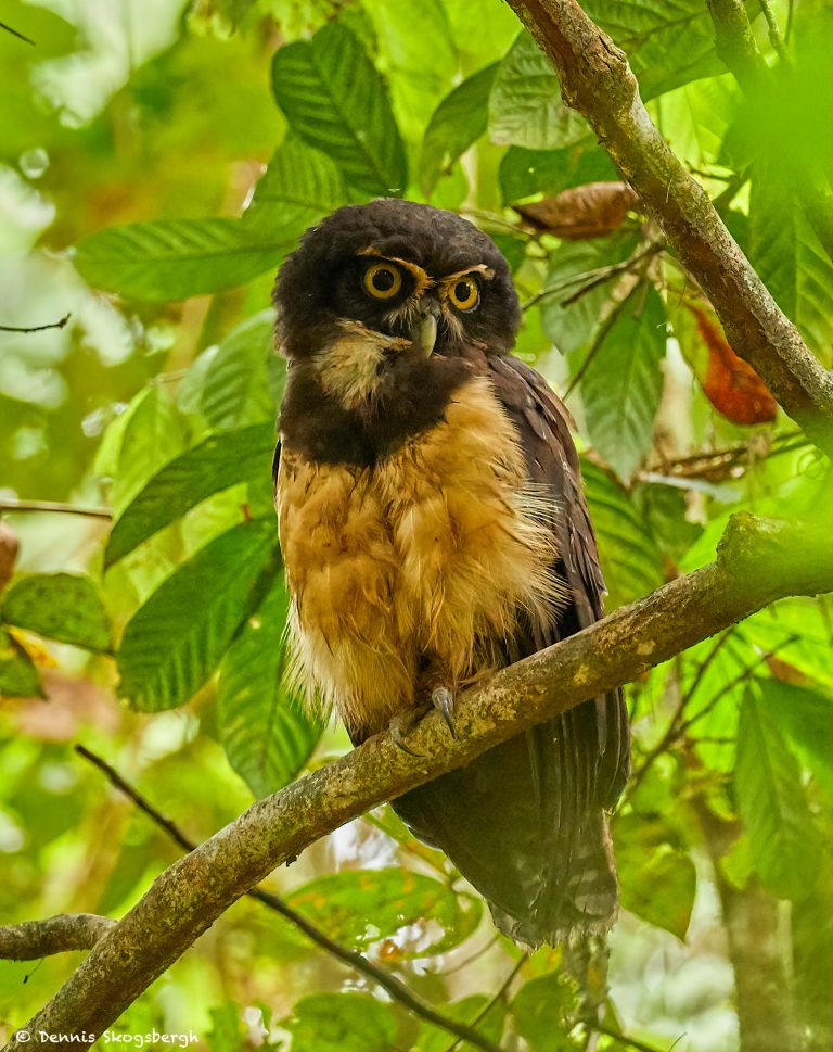 8859 Spectacled Owl (Pulsatrix perspicillata), Costa Rica - Dennis ...