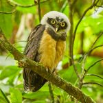8858 Immature Spectacled Owl (Pulsatrix perspicillata), Costa Rica