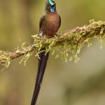 9136 Violet-tailed Sylph (Aglaiocercus coekestus), Tandayapa Bird Lodge, Ecuador