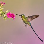 9147 Violet-tailed Sylph (Aglaiocercus coekestus), Tandayapa Bird Lodge, Ecuador