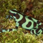 9174 Green-and-Black Poison Dart Frog (Dendrobates auratus), Laguna del Lagarto Lodge, Costa Rica