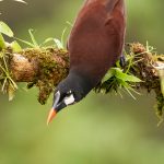 9194 Montezuma Oropendola (Psarocolius montezuma), Laguna del Lagarto Lodge, Costa Rica