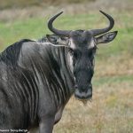 9225 Blue Wildebeest (Connochaetes taurinus), Africa native. Fossil Rim, Texas