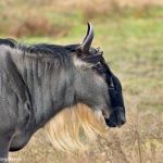 9226 Common (Blue) Wildebeest (Connochaetes taurinus), Native of Africa, Fossil Rim, Texas