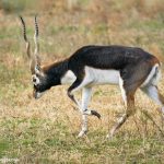 9227 Blackbuck (Antilope cervicapra), Fossil Rim, Texas
