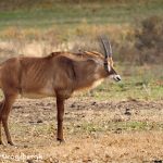 9231 Sable Antelope (Hippotragus niger), Fossil Rim, Texas