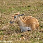 9232 Blackbuck Immature (Antilope cervicapra), Fossil Rim, Texas