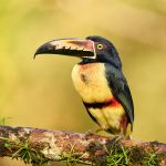 9197 Collared Aracari (Pteroglossus toequatus), Laguna del Lagarto Lodge, Costa Rica