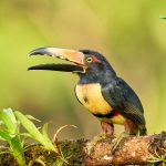 9198 Collared Aracari (Pteroglossus toequatus), Laguna del Lagarto Lodge, Costa Rica