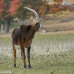 9235 Roan Antelope (Hippotragus equinus), Fossil Rim, Texas