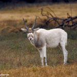 9236 Arabian Oryx (Oryx leucoryx), Fossil Rim, Texas