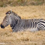 9242 Hartmann's Mountain Zebra (Equus zebra hartmannae), Fossil Rim, Texas