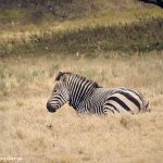 9243 Hartmann's Mountain Zebra (Equus zebra hartmannae), Fossil Rim, Texas