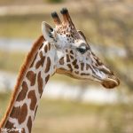 9248 Giraffe (Giraffe camelopardalis reticulata), Fossil Rim, Texas