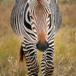 9250 Hartmann's Mountain Zebra (Equus zebra hartmannae), Fossil Rim, Texas