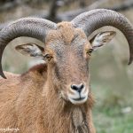 9257 Aoudad (Ammotragus lervia), Fosil Rim, Texas