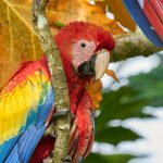 9206 Scarlet Macaw (Ara macao), Costa Rica
