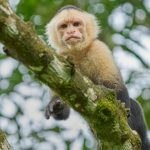 9210 White-Faced (Capuchin) Monkey (Cebus capucinus), Costa Rica